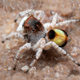 Imagen para el artículo titulado Descubren en Australia doce nuevas especies de espectaculares arañas pavo real